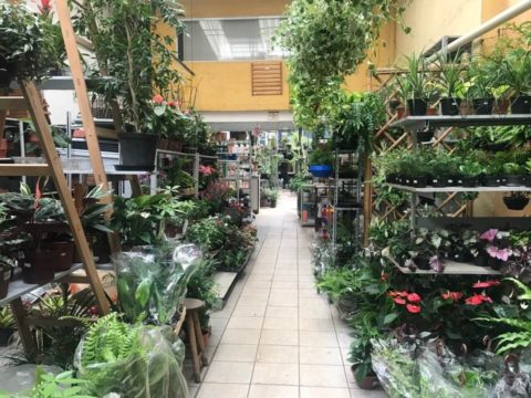 Lojas de plantas no Centro de SP (para comprar flores ou passear)