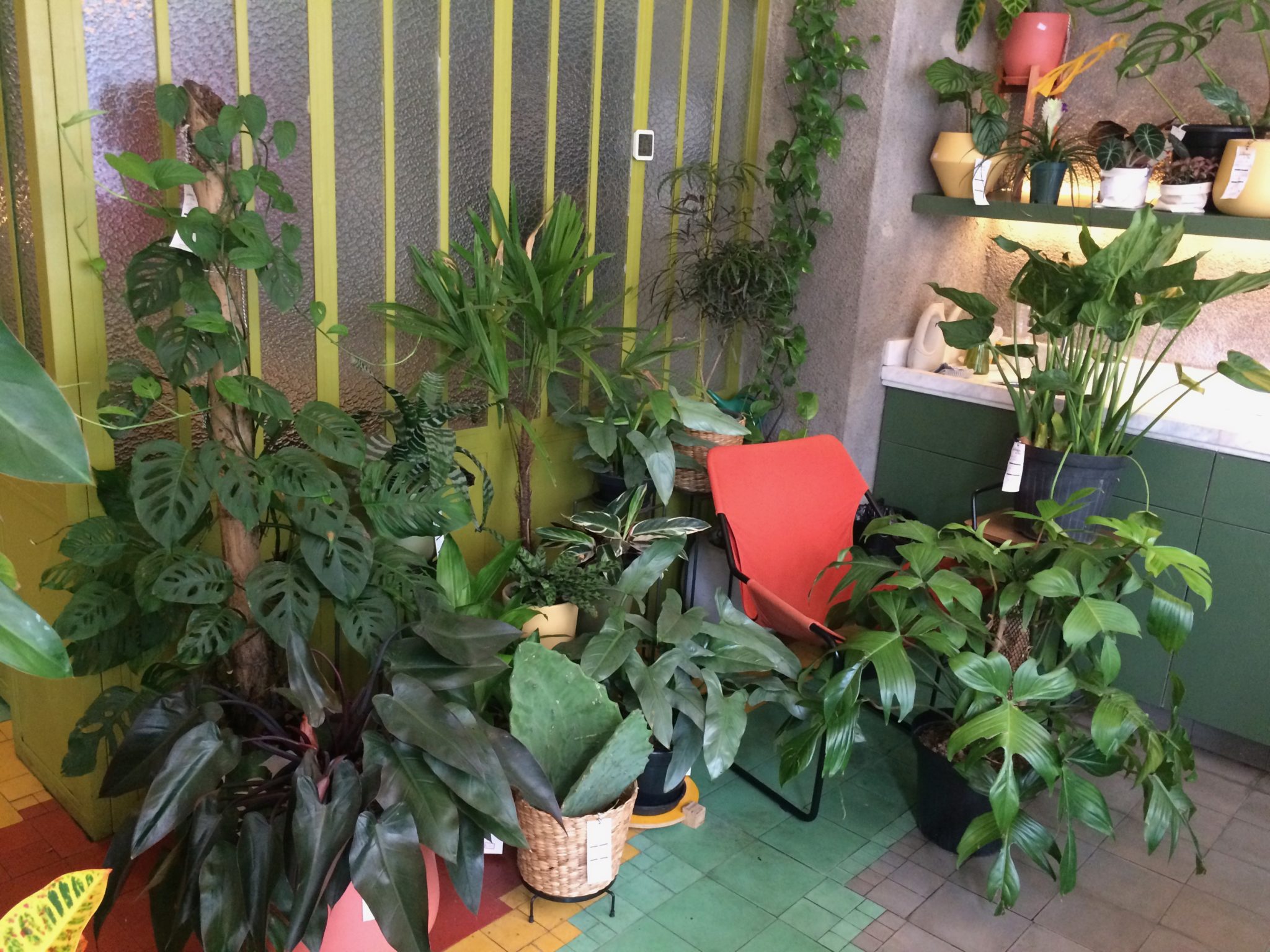 Onde comprar plantas online na quarentena Onde comprar plantas online na quarentena