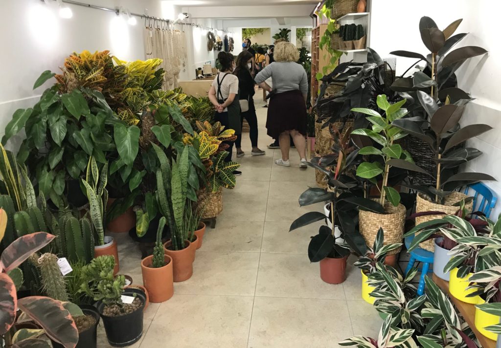 Lojas de plantas no Centro de SP (para comprar flores ou passear)