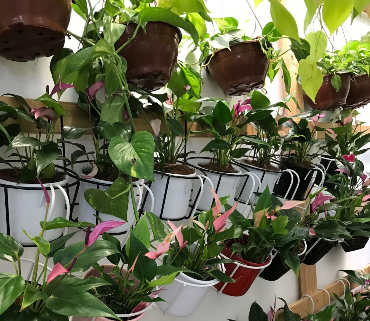 Plantas para sua casa de praia  HM Jardins - Floricultura e Jardinagem